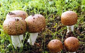 Agaricus Blazzei Munill 2